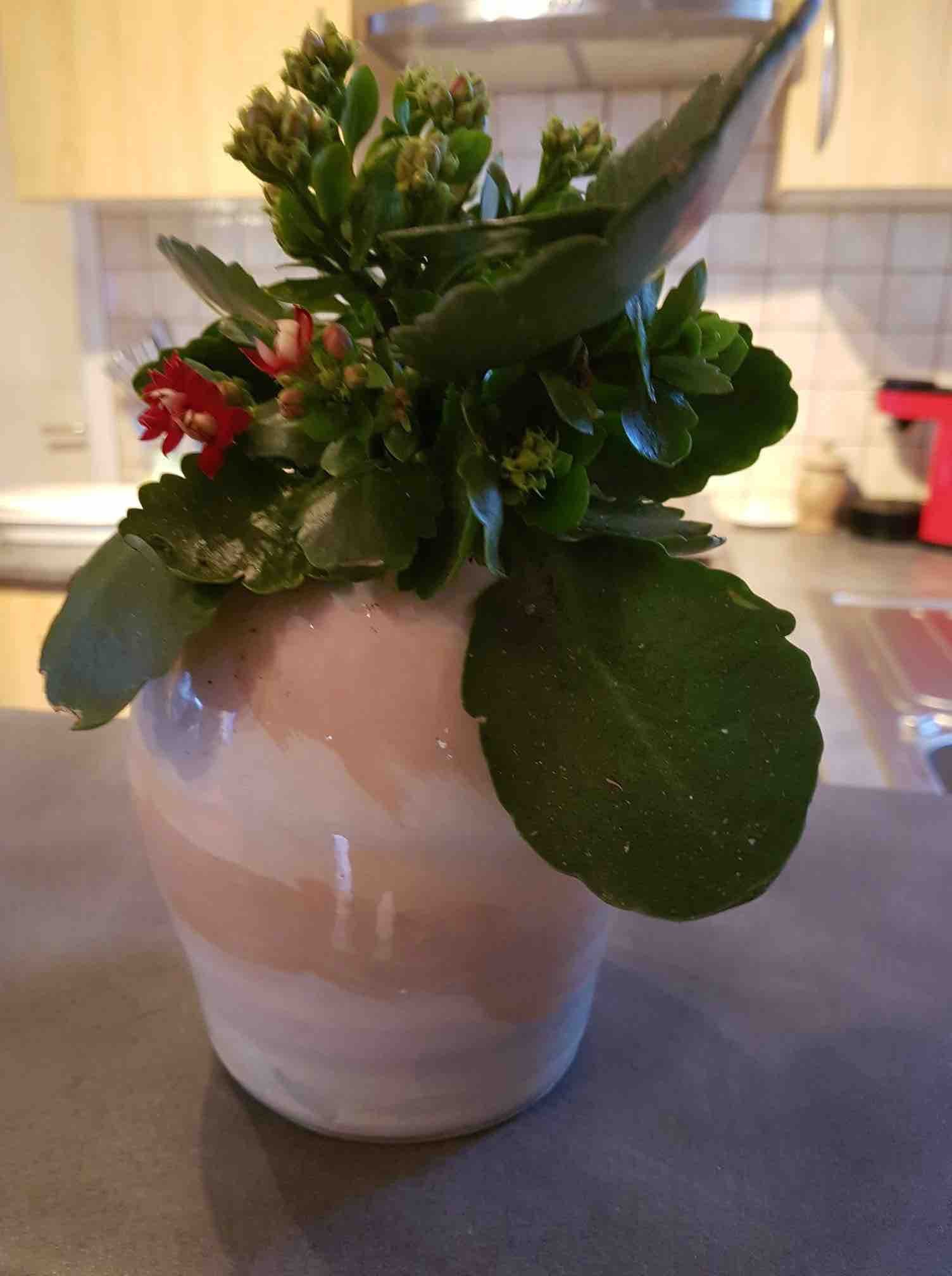 20201217-V-Petit pot céramique émaillé décor marron rose-0-0-0-0-0-CER-0.00